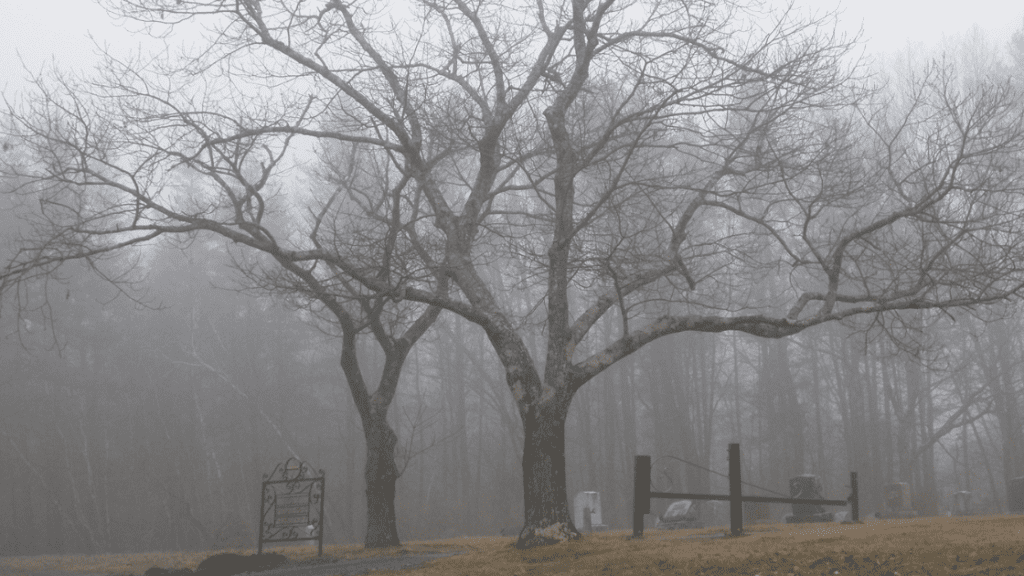bare trees in foggy graveyard