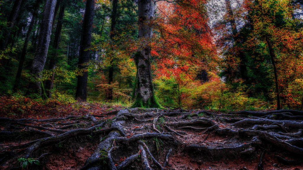large tree with massive roots on backdrop of forest in fall