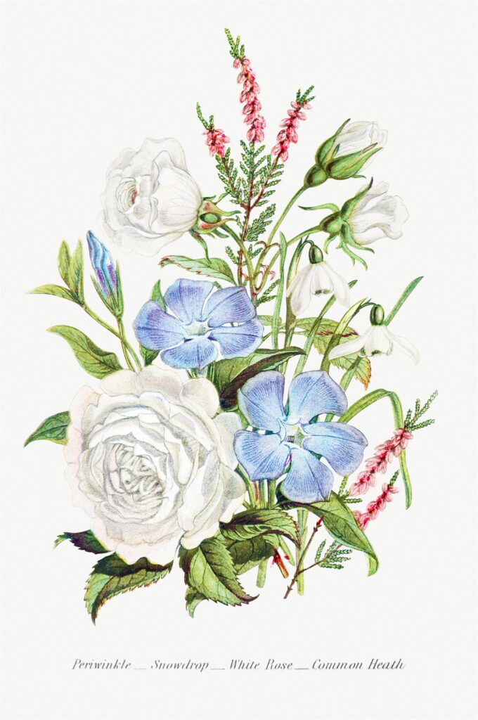 painting of Periwinkle, Snowdrop, White Rose and Common Heath flowers