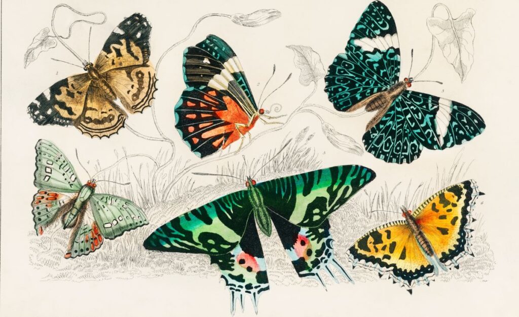 An artist drawing of different butterflies as symbols of rebirth.