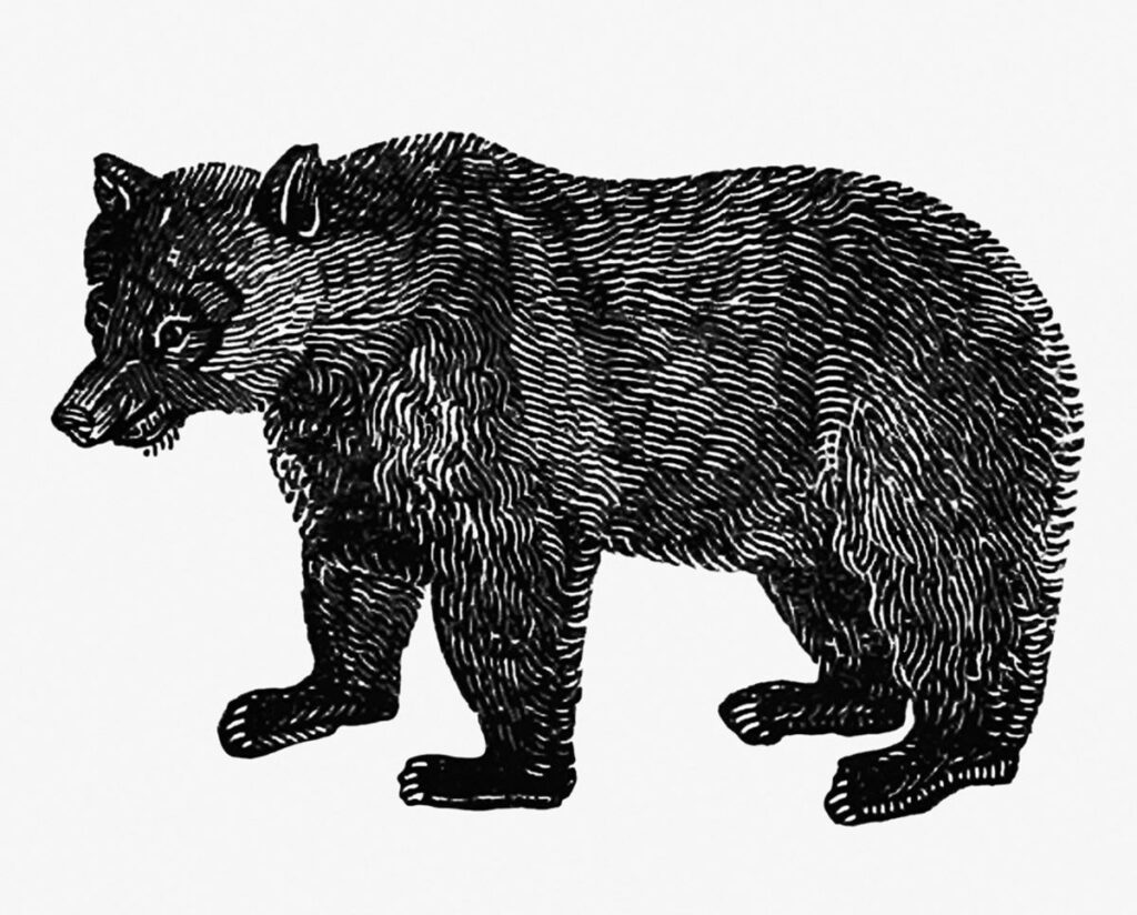  tattoo design of a bear