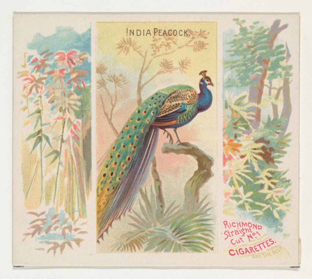 India Peacock, from Birds of the Tropics series (N38) for Allen & Ginter Cigarettes cards